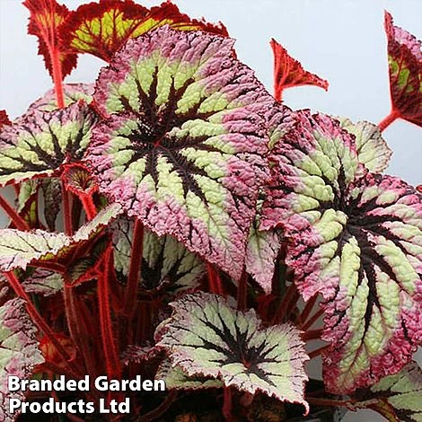 Begonia 'Fireworks'