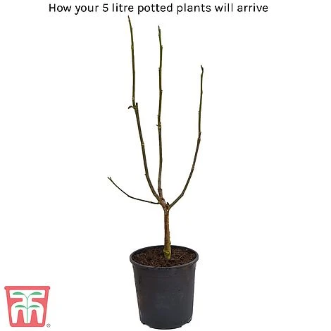 Magnolia Stellata 'Royal Star' - Image 2