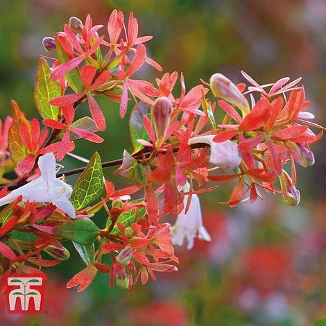 Abelia X Grandiflora 'Francis Mason' - Image 2