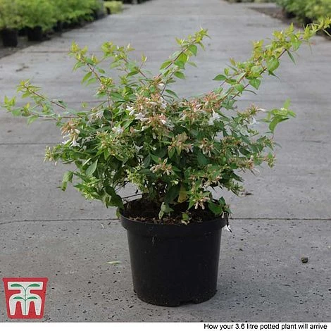 Abelia X Grandiflora 'Francis Mason' - Image 4