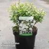 Abelia Zanderi 'Little Richard'