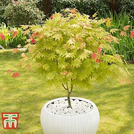 Acer Shirasawanum 'Moonrise'