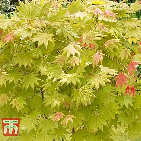 Acer Shirasawanum 'Moonrise' - Image 2