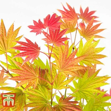 Acer Shirasawanum 'Moonrise' - Image 3