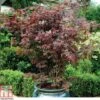 Acer Palmatum 'Atropurpureum'