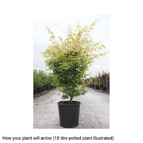 Acer Palmatum 'Katsura' - Image 2