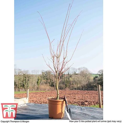 Acer Palmatum 'Sango-kaku' - Image 5