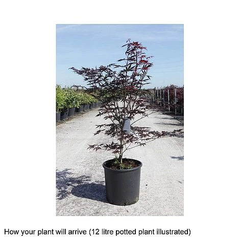 Acer Palmatum 'Trompenburg' - Image 2