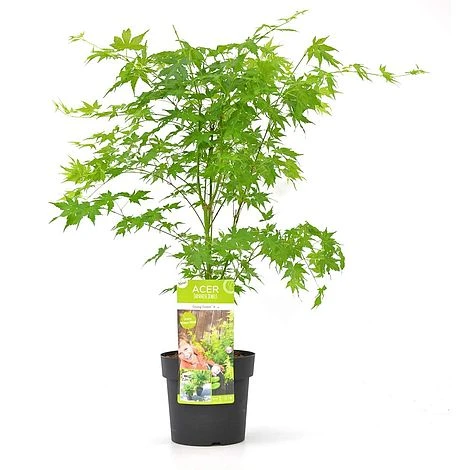 Acer Palmatum 'Going Green®' - Image 4