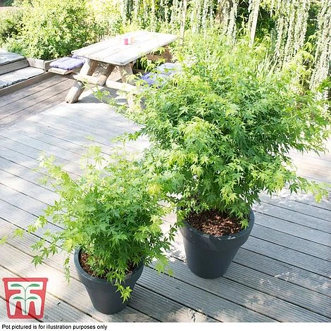 Acer Palmatum 'Going Green®' - Image 3