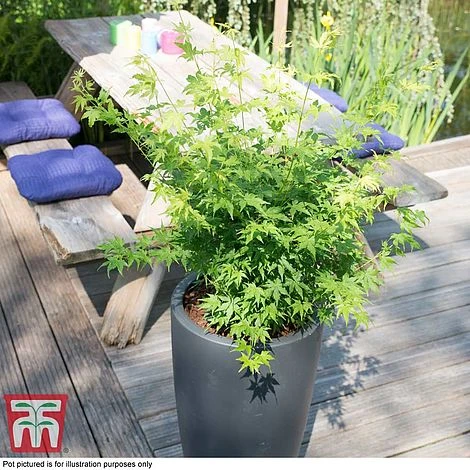 Acer Palmatum 'Going Green®' - Image 2