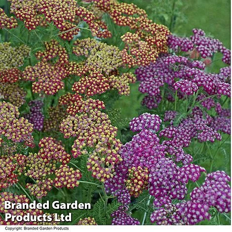 Achillea 'Fanal' ('The Beacon') - Image 2