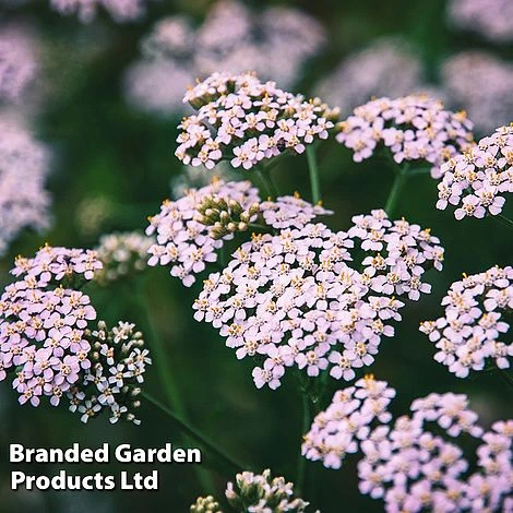 Achillea Sibirica Camschatica 'Love Parade'