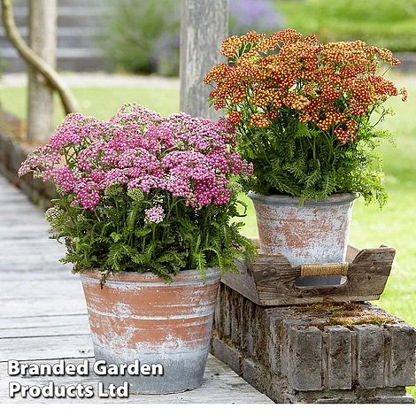 Achillea Millefolium 'Colorado' Mixed