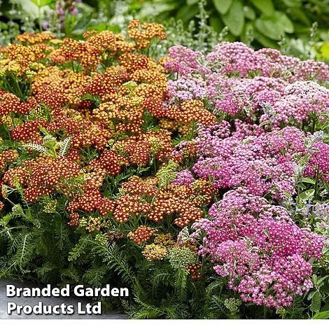 Achillea Millefolium 'Colorado' Mixed - Image 2
