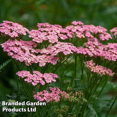Achillea Millefolium 'Pink Grapefruit' (Tutti Frutti Series)