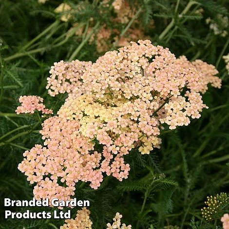 Achillea Millefolium 'Salmon Beauty' - Image 2