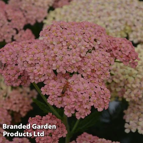 Achillea Millefolium 'Salmon Beauty' - Image 3