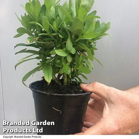 Achillea 'Summer Fruits Lemon' - Image 2