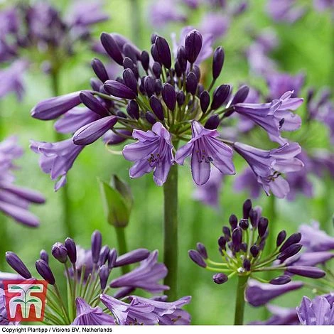 Agapanthus 'Poppin' Purple'