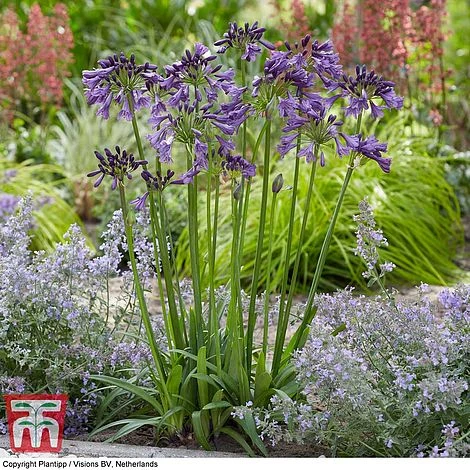 Agapanthus 'Poppin' Purple' - Image 2