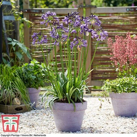 Agapanthus 'Poppin' Purple' - Image 3
