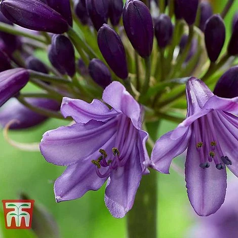 Agapanthus 'Poppin' Purple' - Image 5