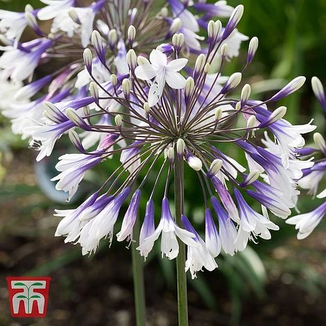 Agapanthus 'Fireworks' - Image 5