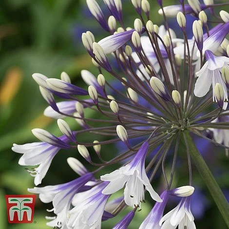 Agapanthus 'Fireworks' - Image 7