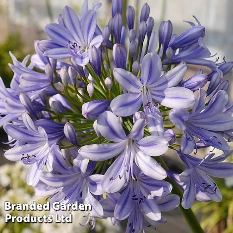 Agapanthus 'Full Moon' - Image 4