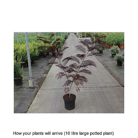 Albizia Julibrissin 'Summer Chocolate' - Image 4
