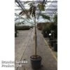 Albizia Julibrissin 'Evy's Pride'