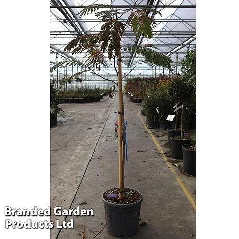 Albizia Julibrissin 'Evy's Pride'