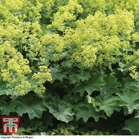 Alchemilla Mollis