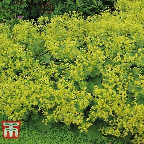 Alchemilla Mollis - Image 2