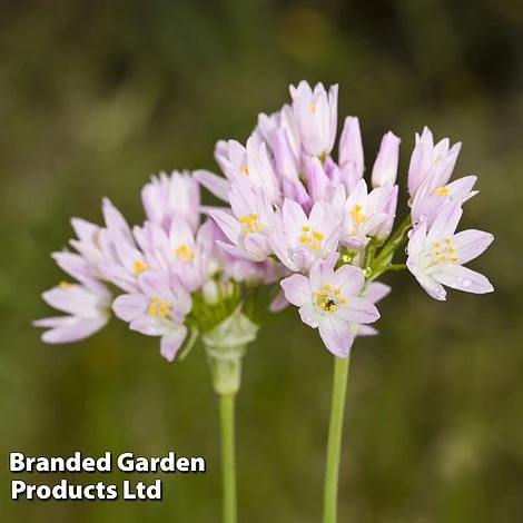 Spring Bulb Variety Bundle - Image 4
