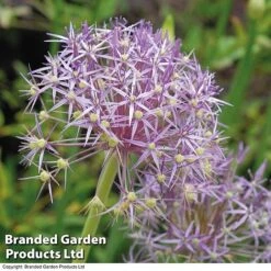 Allium Christophii