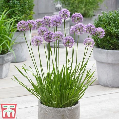 Allium 'Millenium' - Image 3