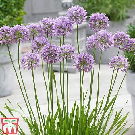 Allium 'Millenium' - Image 5