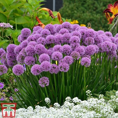 Allium 'Millenium'