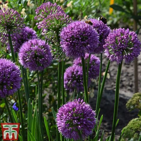 Allium 'Millenium' - Image 4
