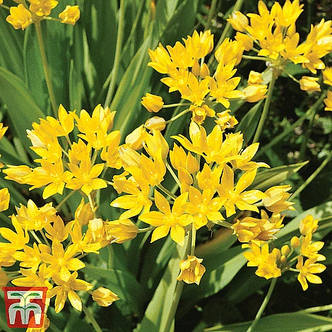 Spring Bulb Variety Bundle - Image 10