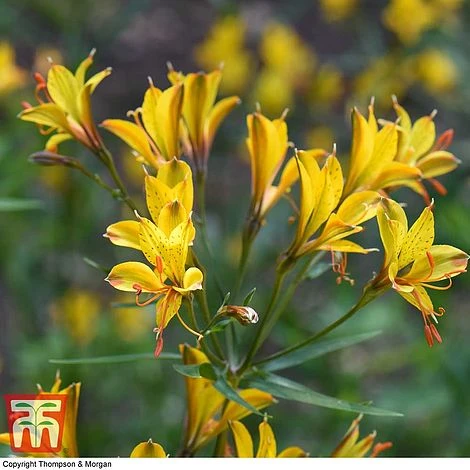 Alstroemeria 'Sweet Laura' - Image 2
