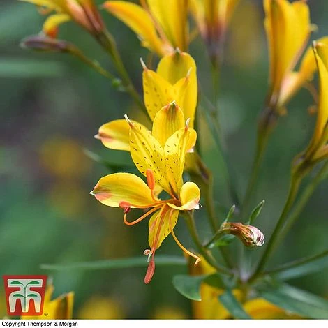 Alstroemeria 'Sweet Laura' - Image 3