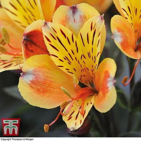 Alstroemeria Summer Trio - Image 3