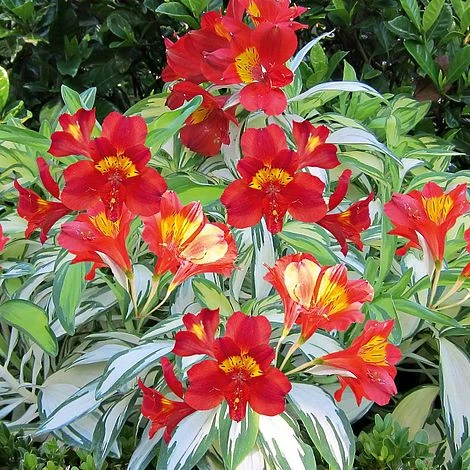 Alstroemeria 'Rock 'n' Roll' - Image 2