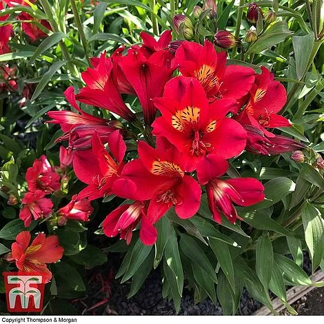 Alstroemeria Summer Trio - Image 4
