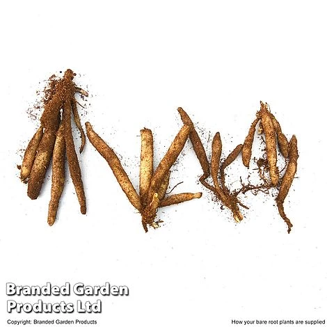 Alstroemeria 'Garden Hybrids' - Image 4