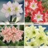 Amaryllis Collection