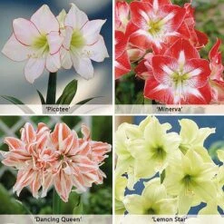 Amaryllis Collection